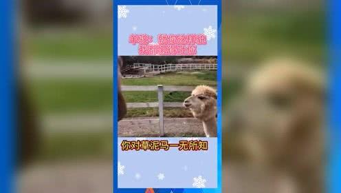 娱乐吃瓜宠物